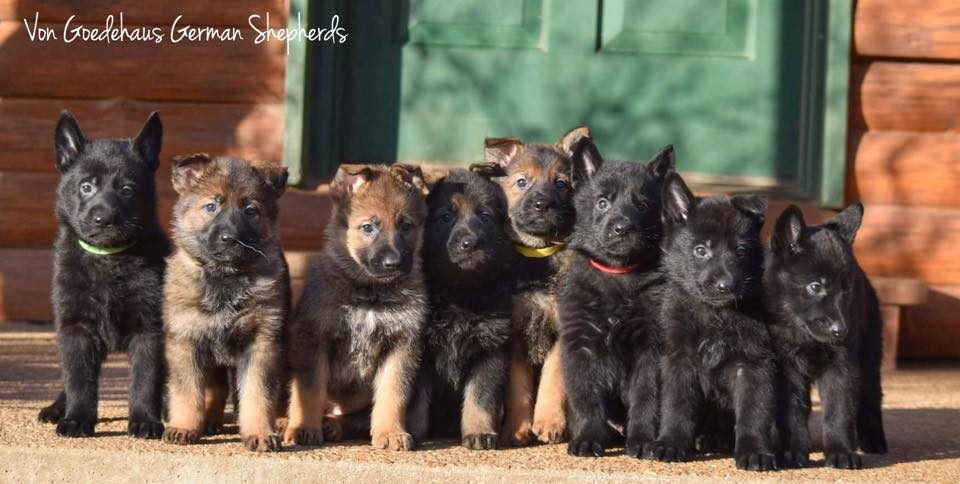About Us | Von Goedehaus German Shepherds St. Louis