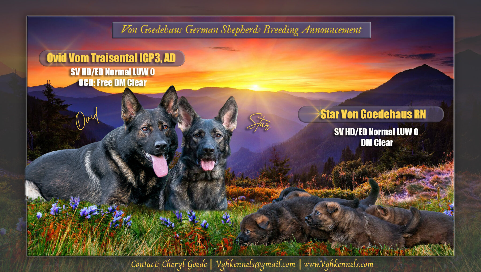 Upcoming Litters Von Goedehaus German Shepherds upcoming-litters-von-goedehaus-german-shepherds